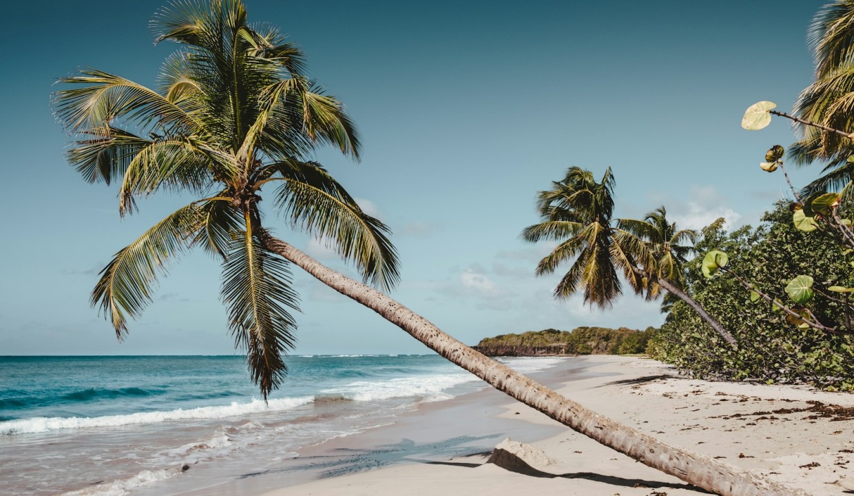 green leaning coconut tree near seashore at daytime